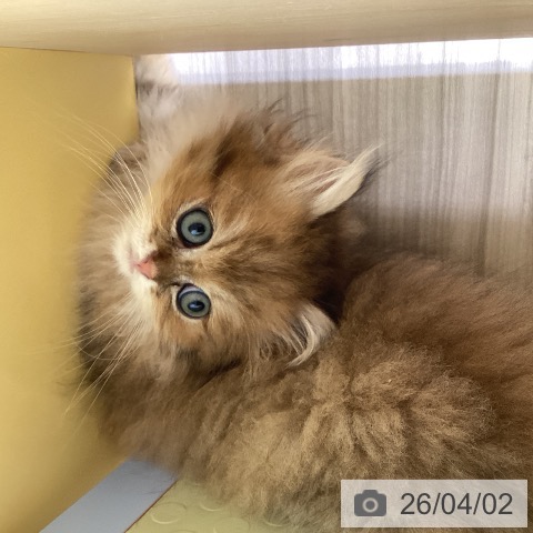 愛知県のペルシャ (ペットプラス ナゴヤドーム前店/2026年1月26日生まれ/男の子/チンチラゴールデン)の子猫の3枚目の画像