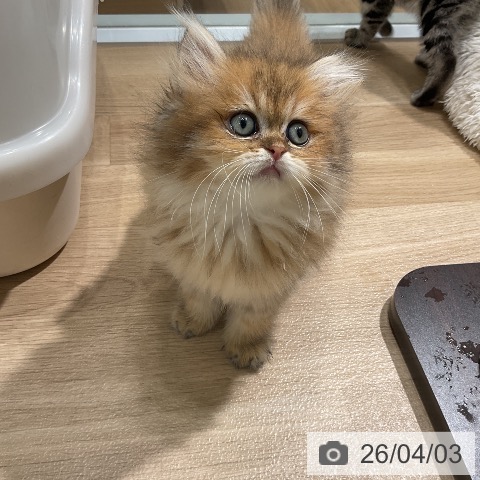 愛知県のペルシャ (ペットプラス ナゴヤドーム前店/2026年1月26日生まれ/男の子/チンチラゴールデン)の子猫の4枚目の画像