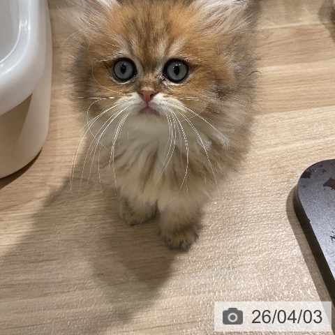 愛知県のペルシャ (ペットプラス ナゴヤドーム前店/2026年1月26日生まれ/男の子/チンチラゴールデン)の子猫の3枚目の画像