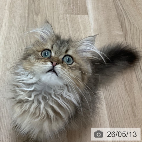 ペルシャの写真