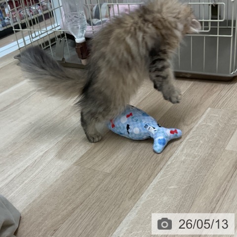 ペルシャの写真