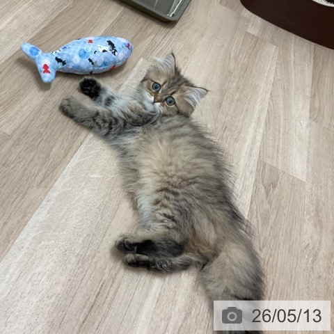 ペルシャの写真