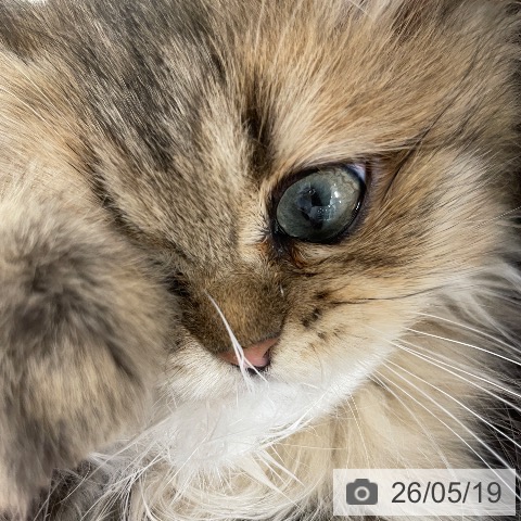 ペルシャの写真