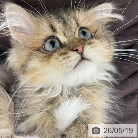 ペルシャの写真