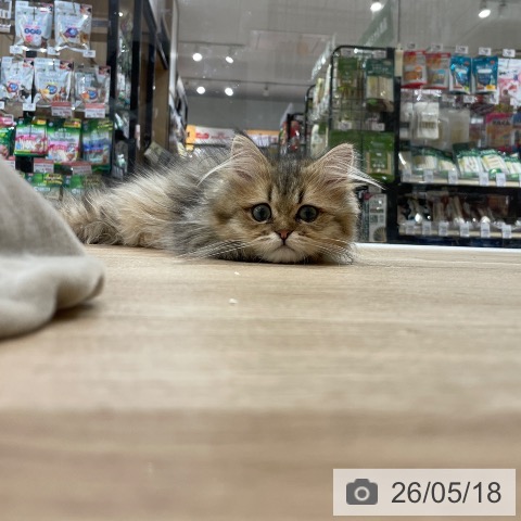 ペルシャの写真