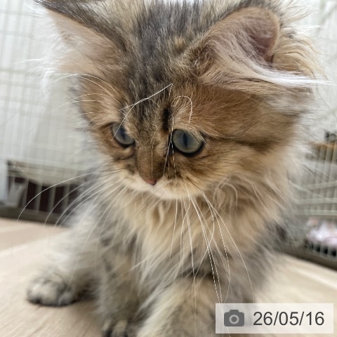 ペルシャの写真