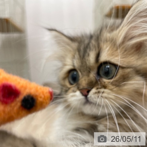 ペルシャの写真