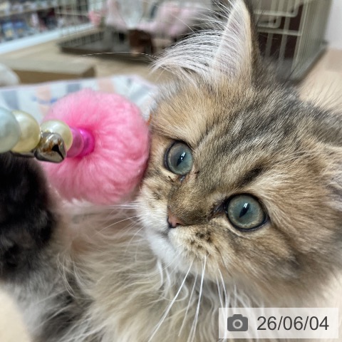 ペルシャの写真