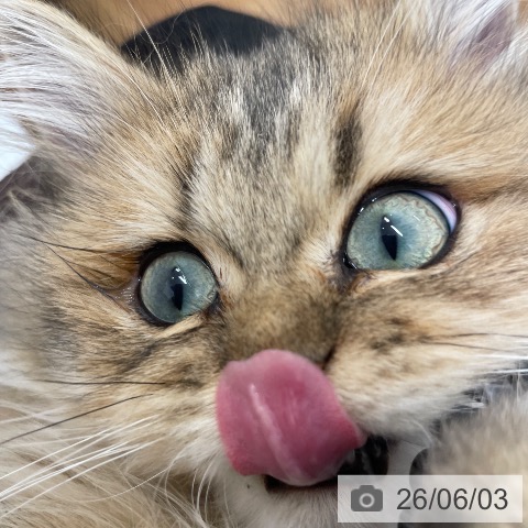 ペルシャの写真