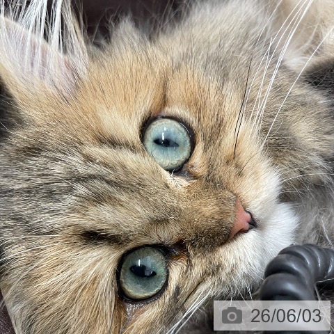 ペルシャの写真