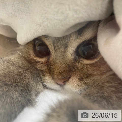 ペルシャの写真