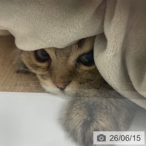 ペルシャの写真