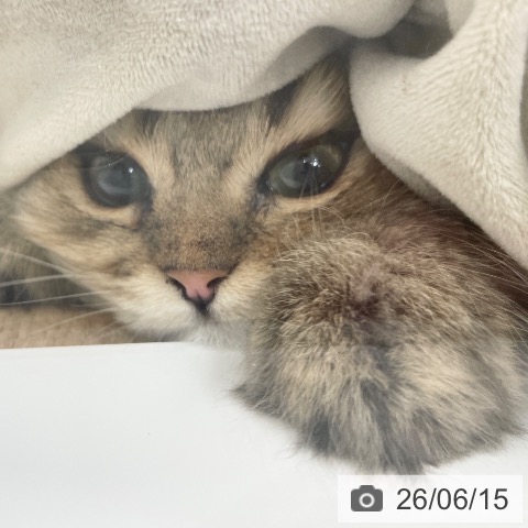ペルシャの写真