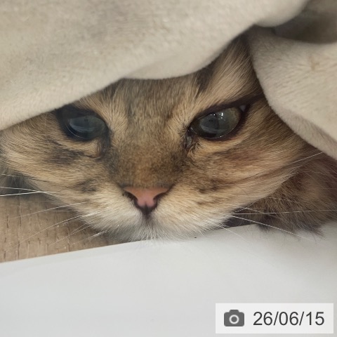 ペルシャの写真