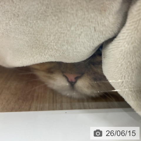 ペルシャの写真