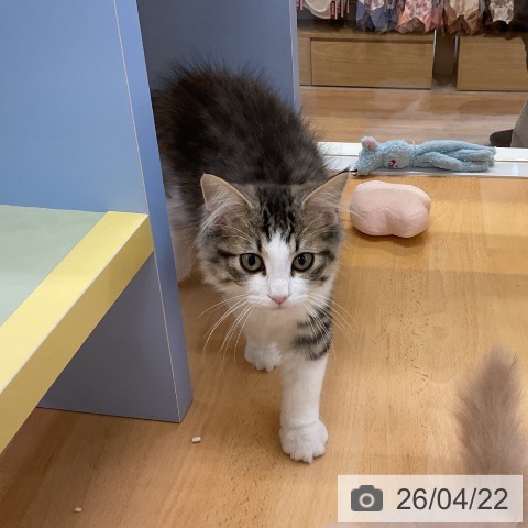 ノルウェージャンフォレストキャットの写真