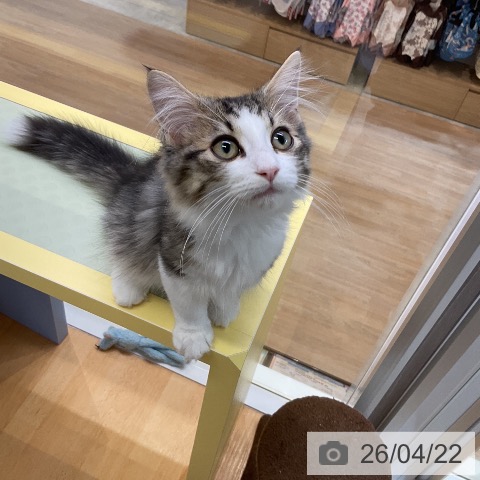 ノルウェージャンフォレストキャットの写真