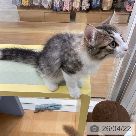 ノルウェージャンフォレストキャットの写真