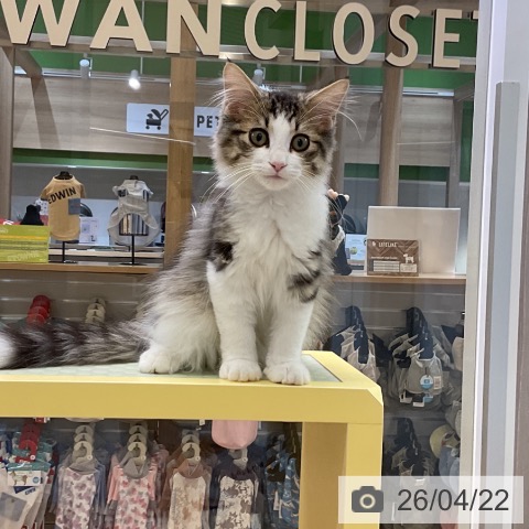 ノルウェージャンフォレストキャットの写真