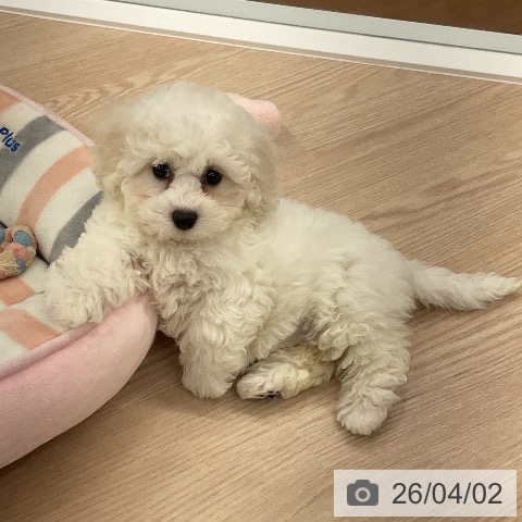 福井県のビションフリーゼ (ペットプラス 福井店/2026年1月22日生まれ/女の子/ホワイト)の子犬の4枚目の画像