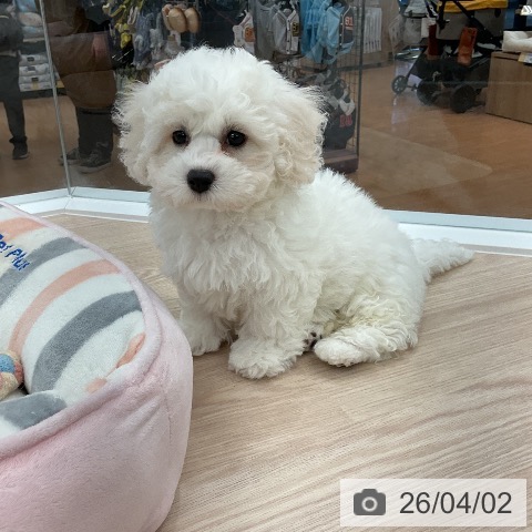 福井県のビションフリーゼ (ペットプラス 福井店/2026年1月22日生まれ/女の子/ホワイト)の子犬の3枚目の画像