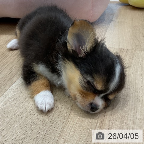 愛知県のチワワ(ロング) (ペットプラス 熱田店/2026年1月27日生まれ/女の子/ブラックタンホワイト)の子犬の4枚目の画像