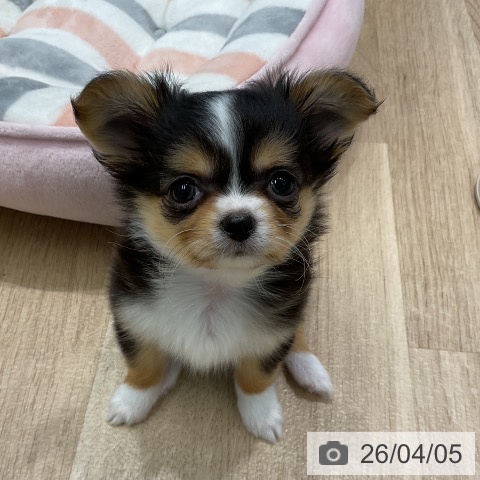 愛知県のチワワ(ロング) (ペットプラス 熱田店/2026年1月27日生まれ/女の子/ブラックタンホワイト)の子犬の3枚目の画像