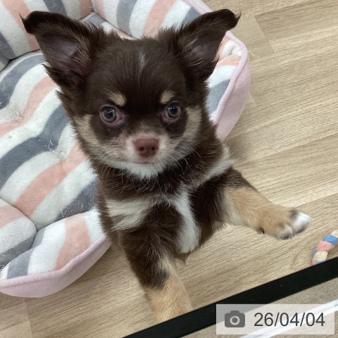 愛知県のチワワ(ロング) (ペットプラス 千音寺店/2026年1月27日生まれ/男の子/チョコレートタンホワイト)の子犬の4枚目の画像