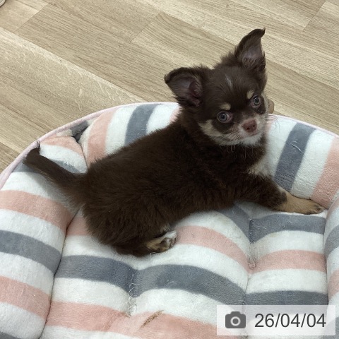 愛知県のチワワ(ロング) (ペットプラス 千音寺店/2026年1月27日生まれ/男の子/チョコレートタンホワイト)の子犬の3枚目の画像