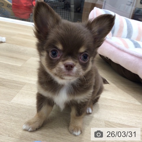 チワワの写真