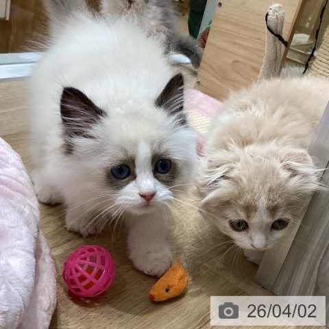 ラグドールの写真