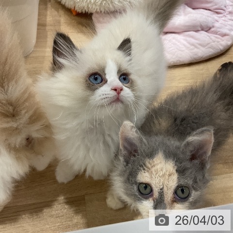 ラグドールの写真