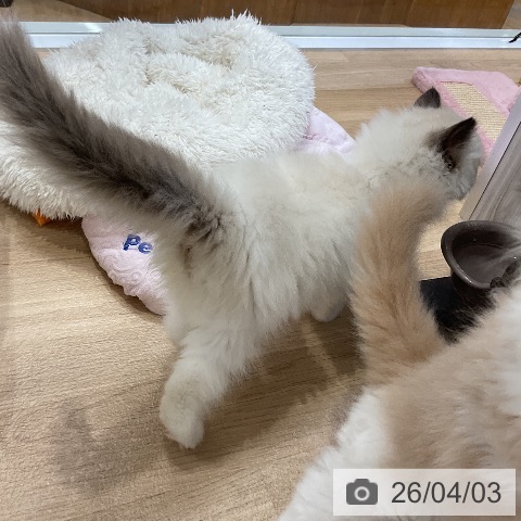 ラグドールの写真