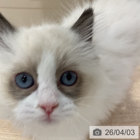 ラグドールの写真