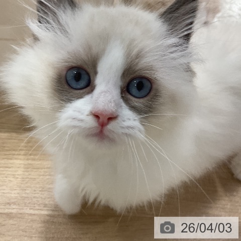 ラグドールの写真