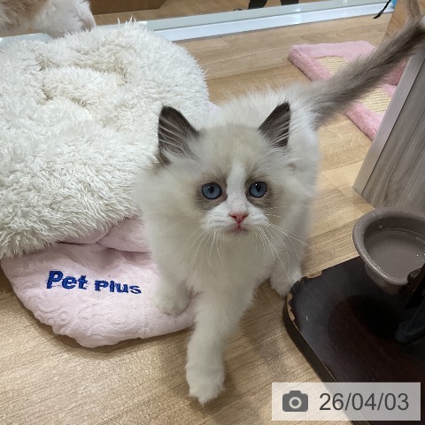 ラグドールの写真