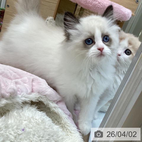 ラグドールの写真