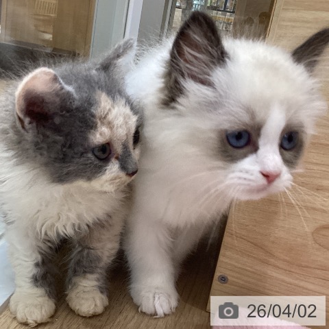 ラグドールの写真