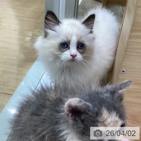 愛知県のラグドール (ペットプラス ナゴヤドーム前店/2026年1月24日生まれ/男の子/シールポイントバイカラー)の子猫の4枚目の画像