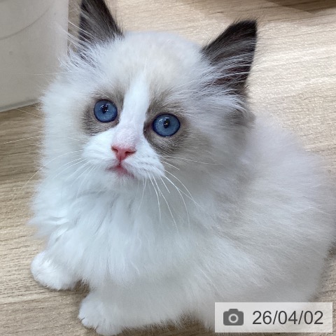 愛知県のラグドール (ペットプラス ナゴヤドーム前店/2026年1月24日生まれ/男の子/シールポイントバイカラー)の子猫の3枚目の画像
