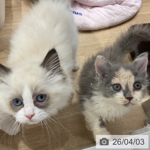 ラグドールの写真