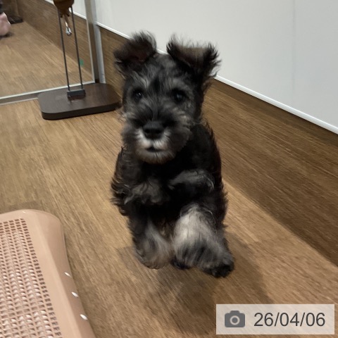 愛知県のミニチュアシュナウザー (ペッツワン 東海店/2026年1月24日生まれ/男の子/ソルトペッパー)の子犬の4枚目の画像