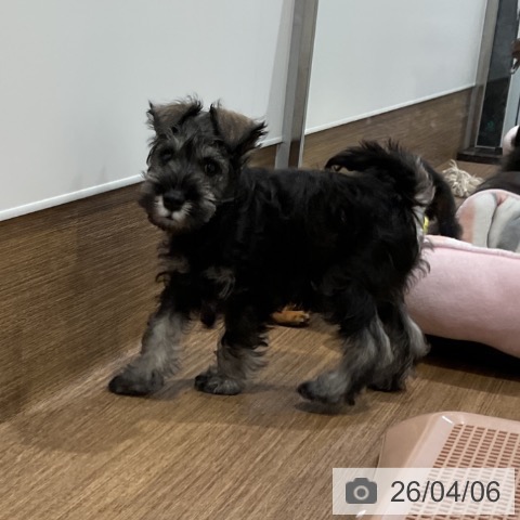 愛知県のミニチュアシュナウザー (ペッツワン 東海店/2026年1月24日生まれ/男の子/ソルトペッパー)の子犬の3枚目の画像