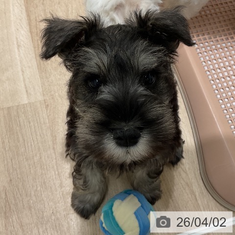 三重県のミニチュアシュナウザー (ペットプラス 鈴鹿店/2026年1月24日生まれ/男の子/ソルトペッパー)の子犬の4枚目の画像