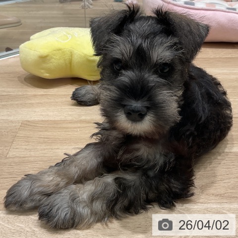 三重県のミニチュアシュナウザー (ペットプラス 鈴鹿店/2026年1月24日生まれ/男の子/ソルトペッパー)の子犬の3枚目の画像