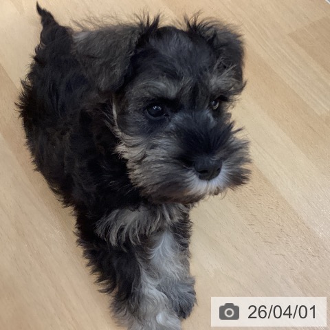 石川県のミニチュアシュナウザー (ペットプラス 新小松店/2026年1月24日生まれ/男の子/ソルトペッパー)の子犬の4枚目の画像