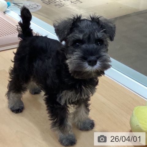 石川県のミニチュアシュナウザー (ペットプラス 新小松店/2026年1月24日生まれ/男の子/ソルトペッパー)の子犬の3枚目の画像