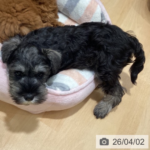 ミニチュア・シュナウザーの写真