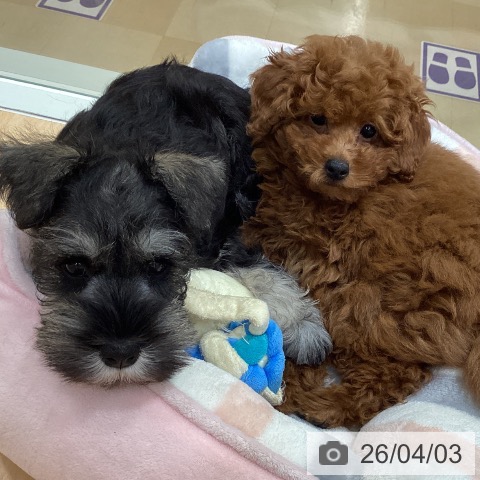 石川県のミニチュアシュナウザー (ペットプラス 新小松店/2026年1月24日生まれ/男の子/ソルトペッパー)の子犬の3枚目の画像