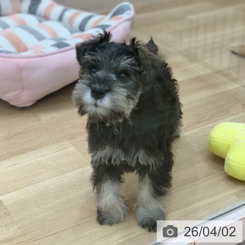 ミニチュア・シュナウザーの写真